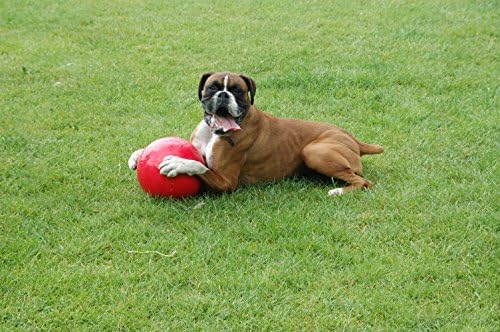 ТОПКАТА-МЪЖКО 10 инча, почти близост до неразрушим, най-добрата играчка за кучета, футболна топка, за да се бори със скуката, трайни Голяма топка за кучета, плува във в